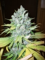 silver skunk seeds